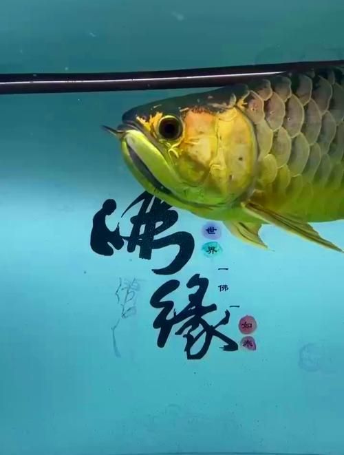 哪種頭型的龍魚最珍貴，什么頭型的龍魚最珍貴？