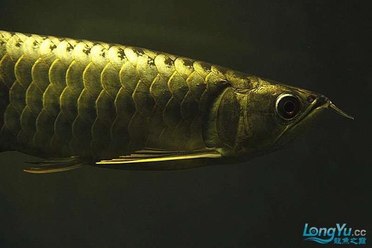 能否提供小金頭過背和金頭過背的圖片，如何區(qū)分小金頭過背和金頭過背