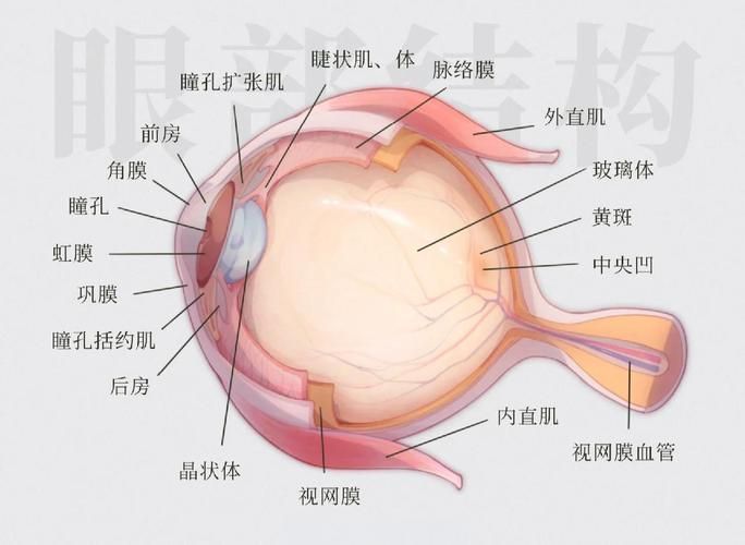 蒙眼和凸眼哪個更嚴重