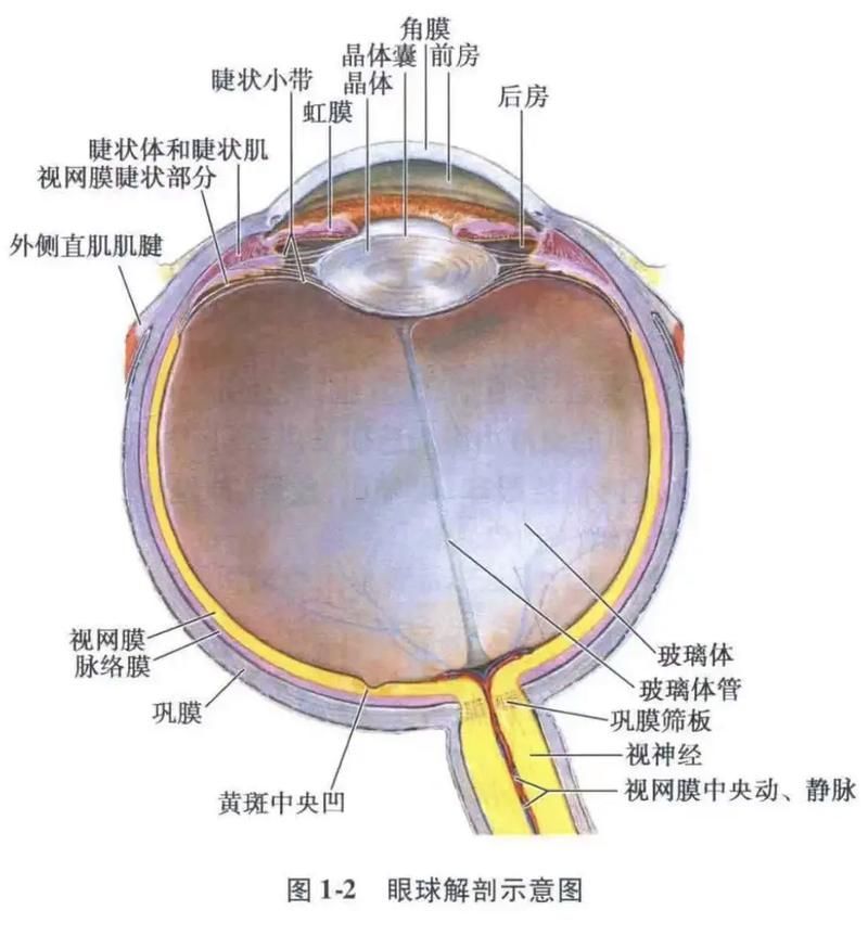 蒙眼和凸眼哪個更嚴重