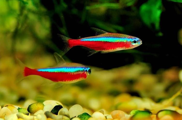 馬卡龍魚有哪些品種？，馬卡龍魚是什么魚？