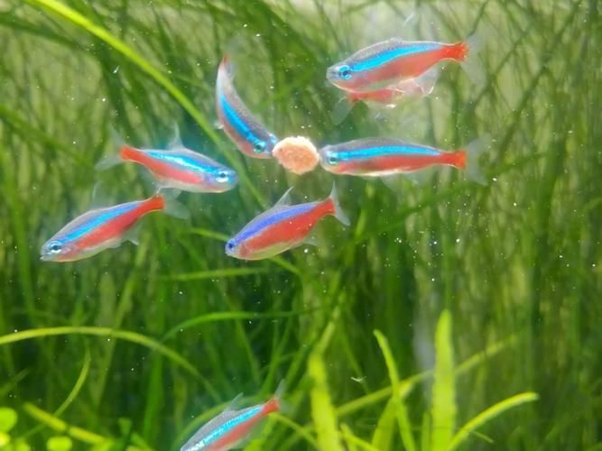 馬卡龍魚有哪些品種？，馬卡龍魚是什么魚？