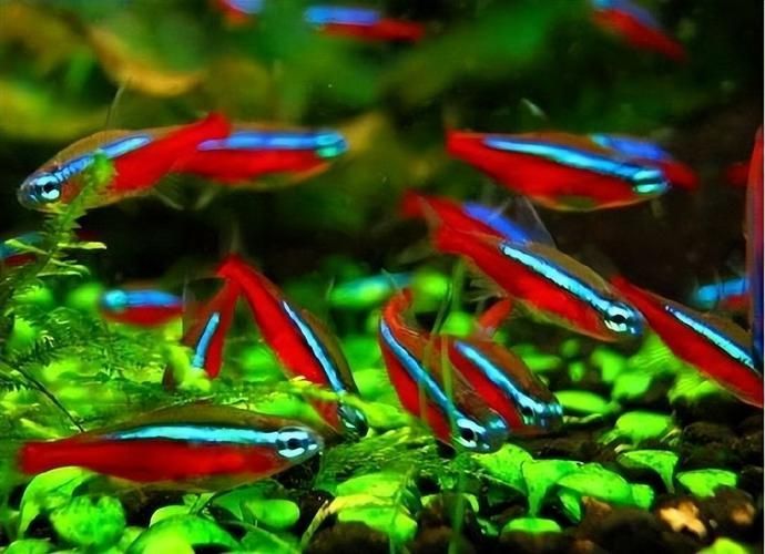馬卡龍魚有哪些品種？，馬卡龍魚是什么魚？