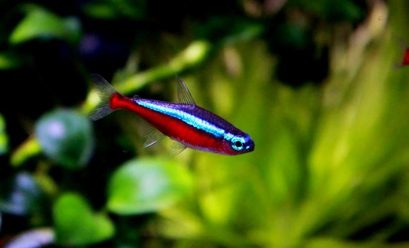 馬卡龍魚有哪些品種？，馬卡龍魚是什么魚？