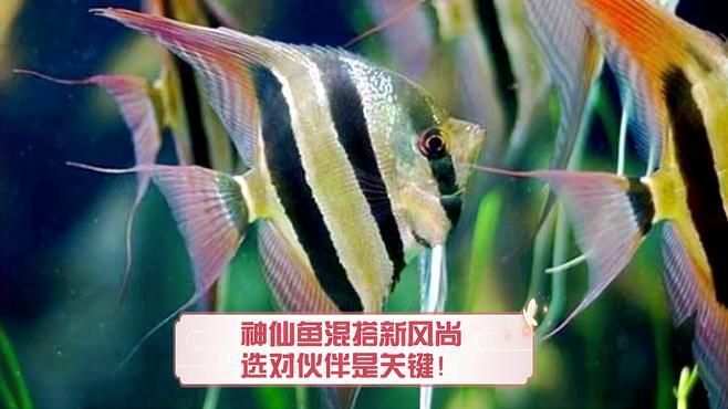 七條魚的最佳混養搭配建議，七條魚的最佳混養搭配建議，