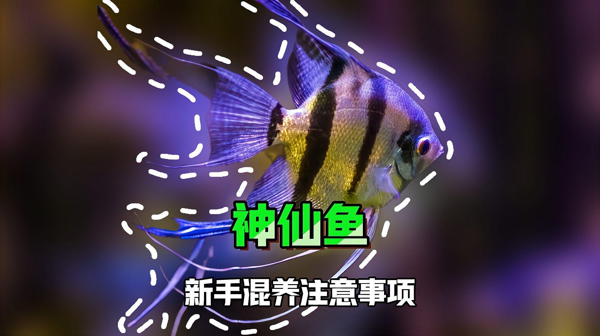 七條魚的最佳混養搭配建議，七條魚的最佳混養搭配建議，