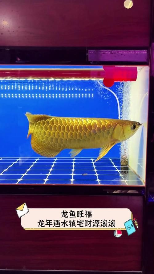 龍魚鎮宅最的圖片，魚鎮宅最的圖片 龍魚鎮宅最的圖片，魚鎮宅最的圖片\