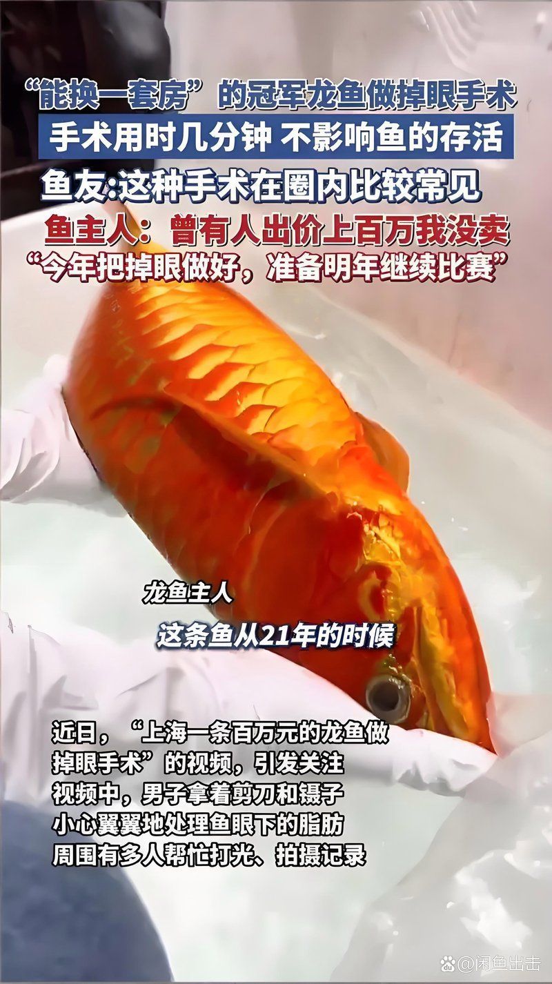 龍魚市場有哪些炒作行為，龍魚市場存在的炒作行為
