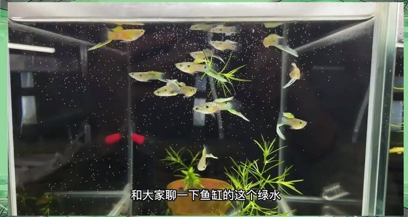 魚缸水發(fā)綠會有什么影響，魚缸水發(fā)綠會自行消失嗎如何解決魚缸水發(fā)綠的問題 魚缸水發(fā)綠會有什么影響，魚缸水發(fā)綠會自行消失嗎如何解決魚缸水發(fā)綠的問題 龍魚百科 第2張