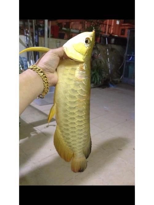 甕安龍魚的市場價格是多少？，甕安龍魚市場價格