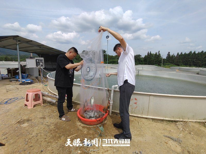 甕安龍魚的市場價格是多少？，甕安龍魚市場價格