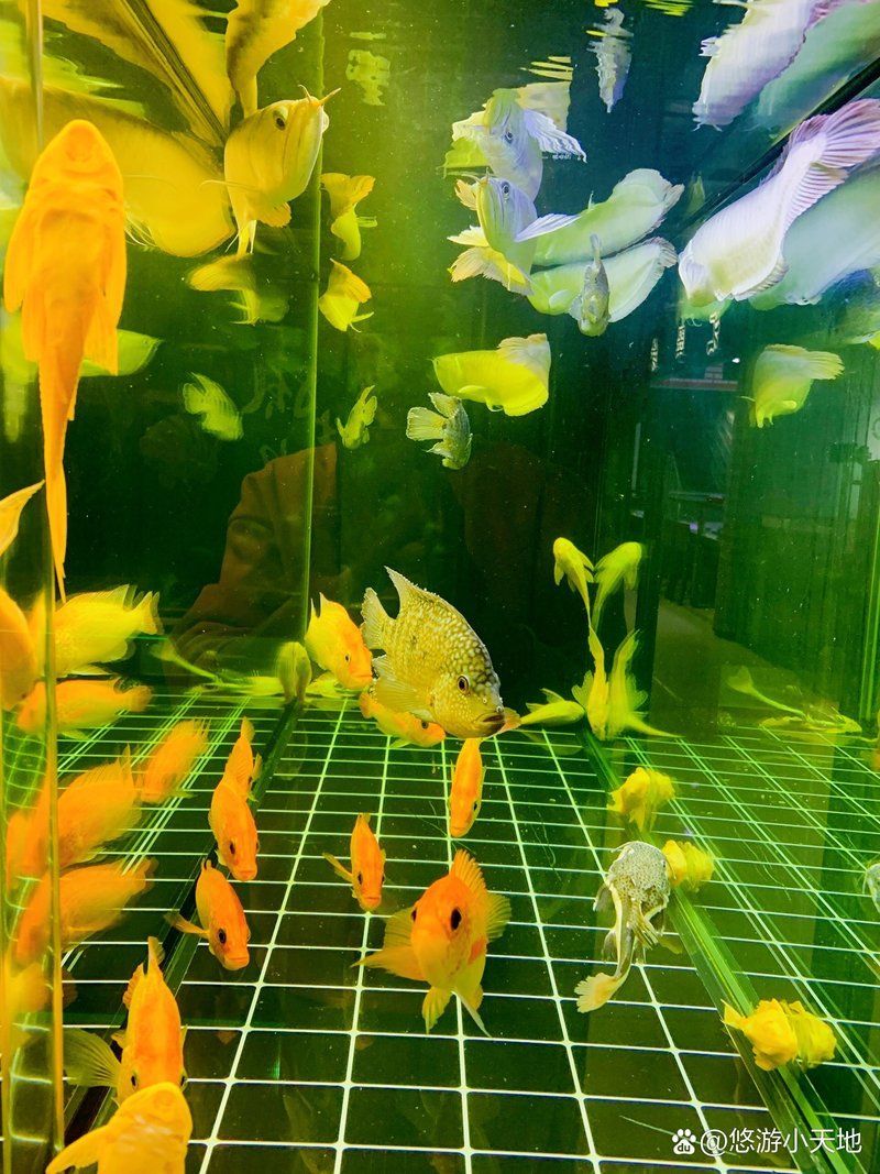 北京哪里可以買到正宗的龍魚？，北<strong><mark>京口</mark></strong>碑好的龍魚商家對比清單,北京龍魚商家對比清單