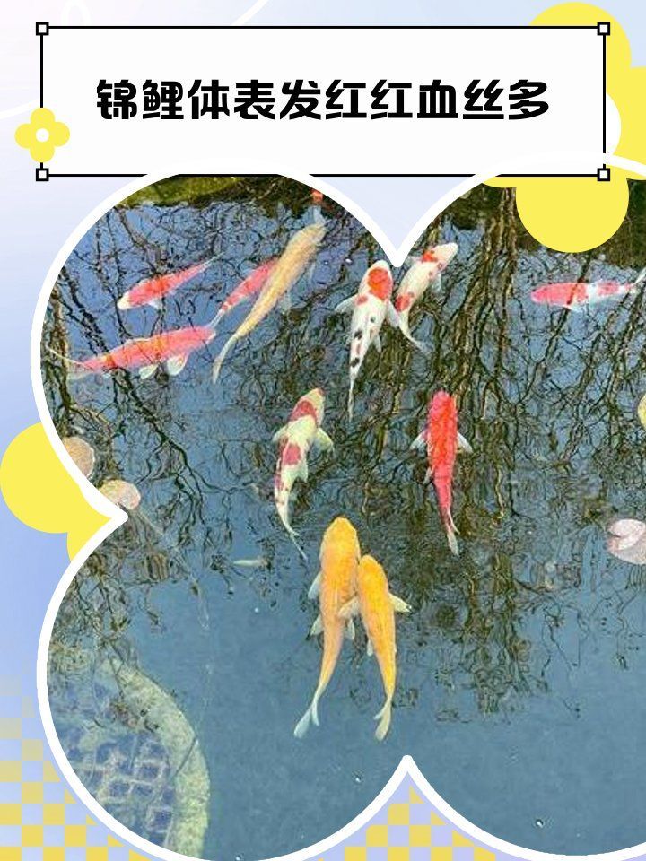哪種藥物治療錦鯉發紅最有效，氟苯尼考治療錦鯉體表發紅