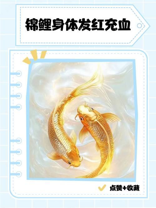 哪種藥物治療錦鯉發紅最有效，氟苯尼考治療錦鯉體表發紅