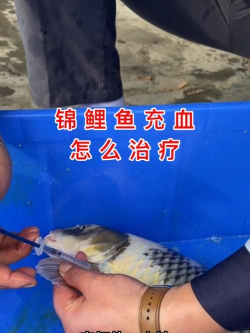 哪種藥物治療錦鯉發紅最有效，氟苯尼考治療錦鯉體表發紅