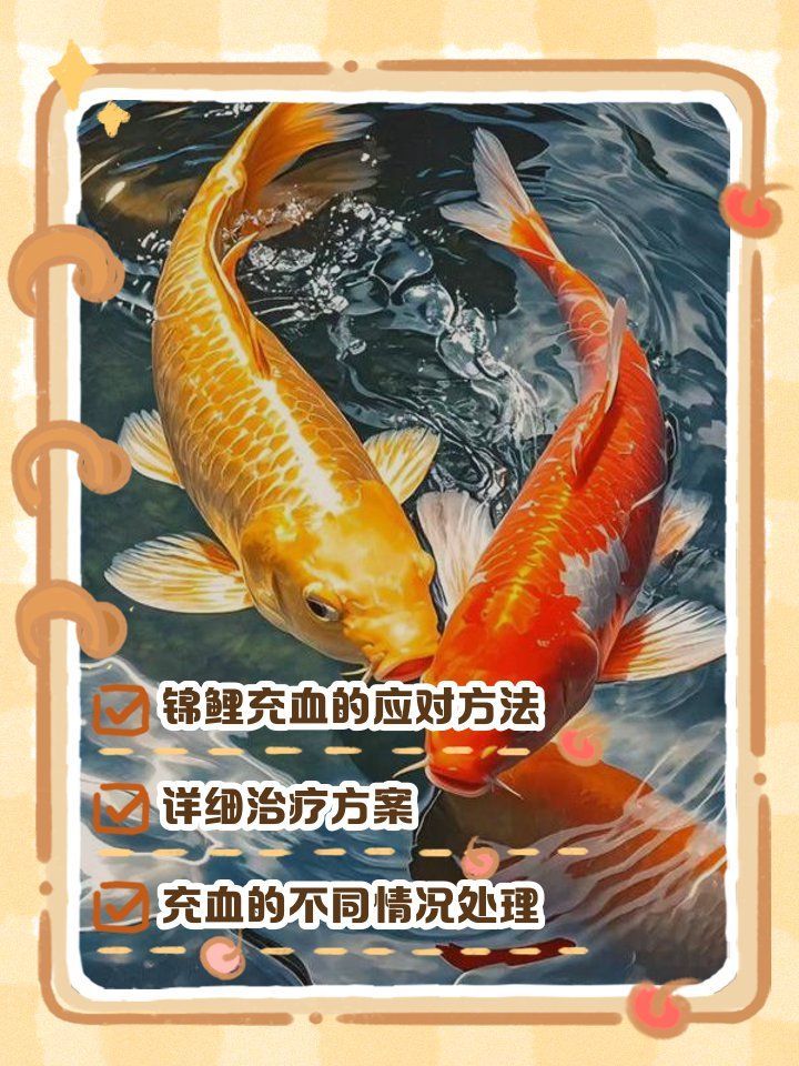哪種藥物治療錦鯉發紅最有效，氟苯尼考治療錦鯉體表發紅