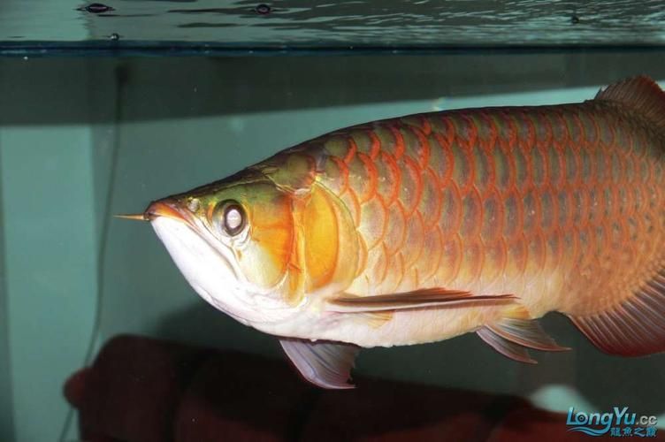 如何判斷紅龍魚2號的品相,如何判斷紅龍魚2號 龍魚百科 第2張 如何判斷紅龍魚2號的品相,如何判斷紅龍魚2號 如何判斷紅龍魚2號的品相,如何判斷紅龍魚2號 龍魚百科 第2張