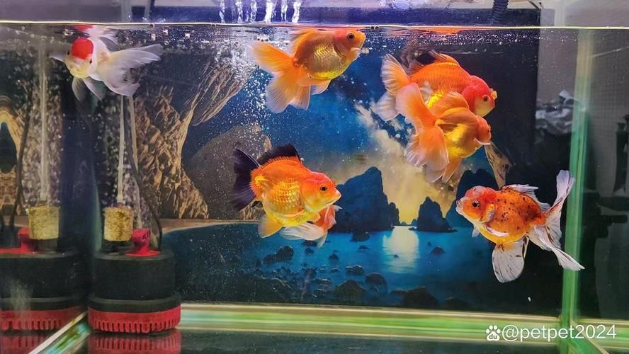 哪種魚缸殺蟲藥效果最好，如何選擇合適的魚缸殺蟲藥 哪種魚缸殺蟲藥效果最好，如何選擇合適的魚缸殺蟲藥 龍魚百科 第12張