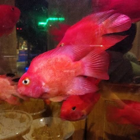 短身紅龍魚，短身紅龍魚與長身紅龍魚的最直觀區別在于體型比例