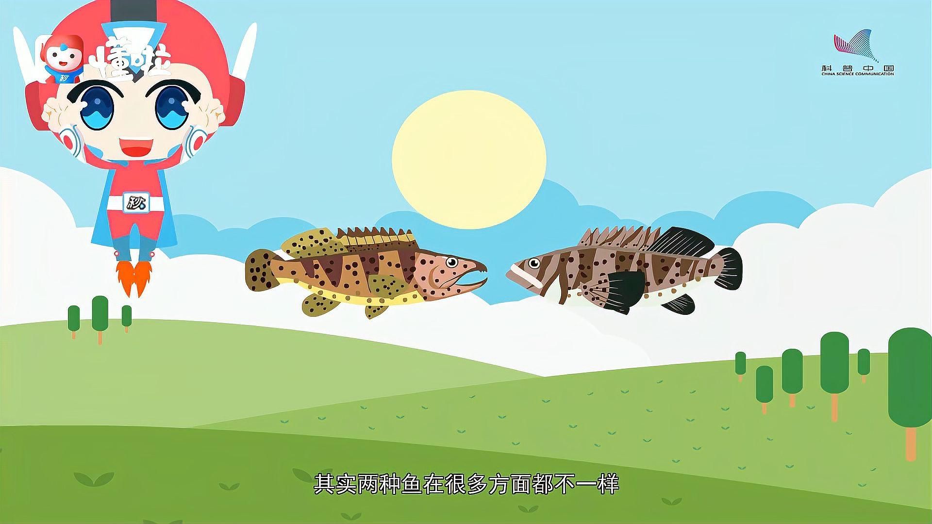 龍躉魚(yú)和石斑魚(yú)的區(qū)別，如何區(qū)分龍躉魚(yú)和石斑魚(yú)？ 龍躉魚(yú)和石斑魚(yú)的區(qū)別，如何區(qū)分龍躉魚(yú)和石斑魚(yú)？ 龍魚(yú)百科 第1張