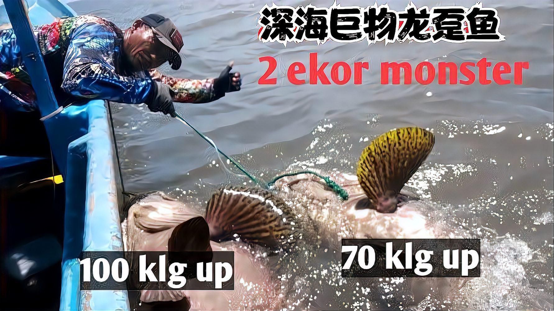 龍躉魚(yú)和石斑魚(yú)的區(qū)別，如何區(qū)分龍躉魚(yú)和石斑魚(yú)？ 龍躉魚(yú)和石斑魚(yú)的區(qū)別，如何區(qū)分龍躉魚(yú)和石斑魚(yú)？ 龍魚(yú)百科 第2張