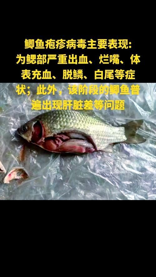 請提供更多關于魚類疫病的圖片，關于魚類疫病的一般性描述