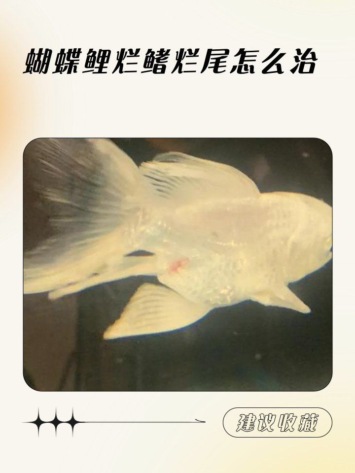 錦鯉爛尾爛鰭用鹽多久見效，如何判斷錦鯉爛尾爛鰭是否好轉？ 錦鯉爛尾爛鰭用鹽多久見效，如何判斷錦鯉爛尾爛鰭是否好轉？ 龍魚百科 第1張