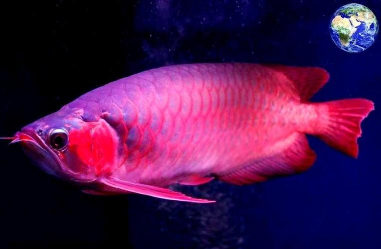 給我推薦一些南雄龍魚的品種，南雄龍魚并非國際學術分類中的正式品種（紅龍與金龍系）