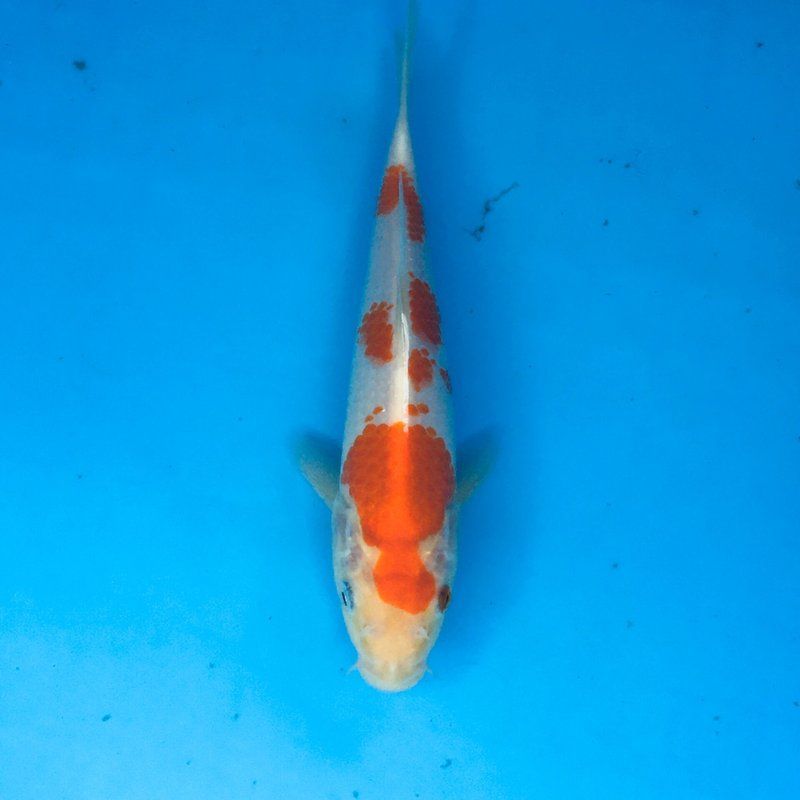 如何預防四大家魚爛身病，四大家魚爛身病怎么辦 如何預防四大家魚爛身病，四大家魚爛身病怎么辦 龍魚百科 第2張