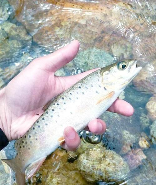如何鑒別真假平涼龍魚？，平涼龍魚鑒別方法