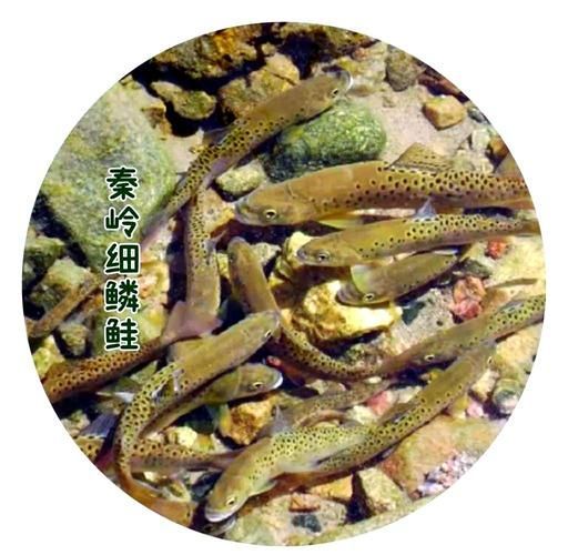 如何鑒別真假平涼龍魚？，平涼龍魚鑒別方法