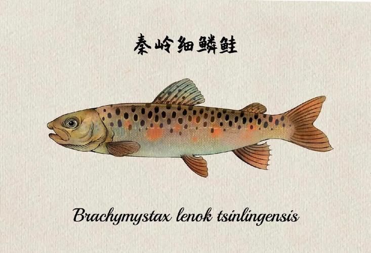 如何鑒別真假平涼龍魚？，平涼龍魚鑒別方法