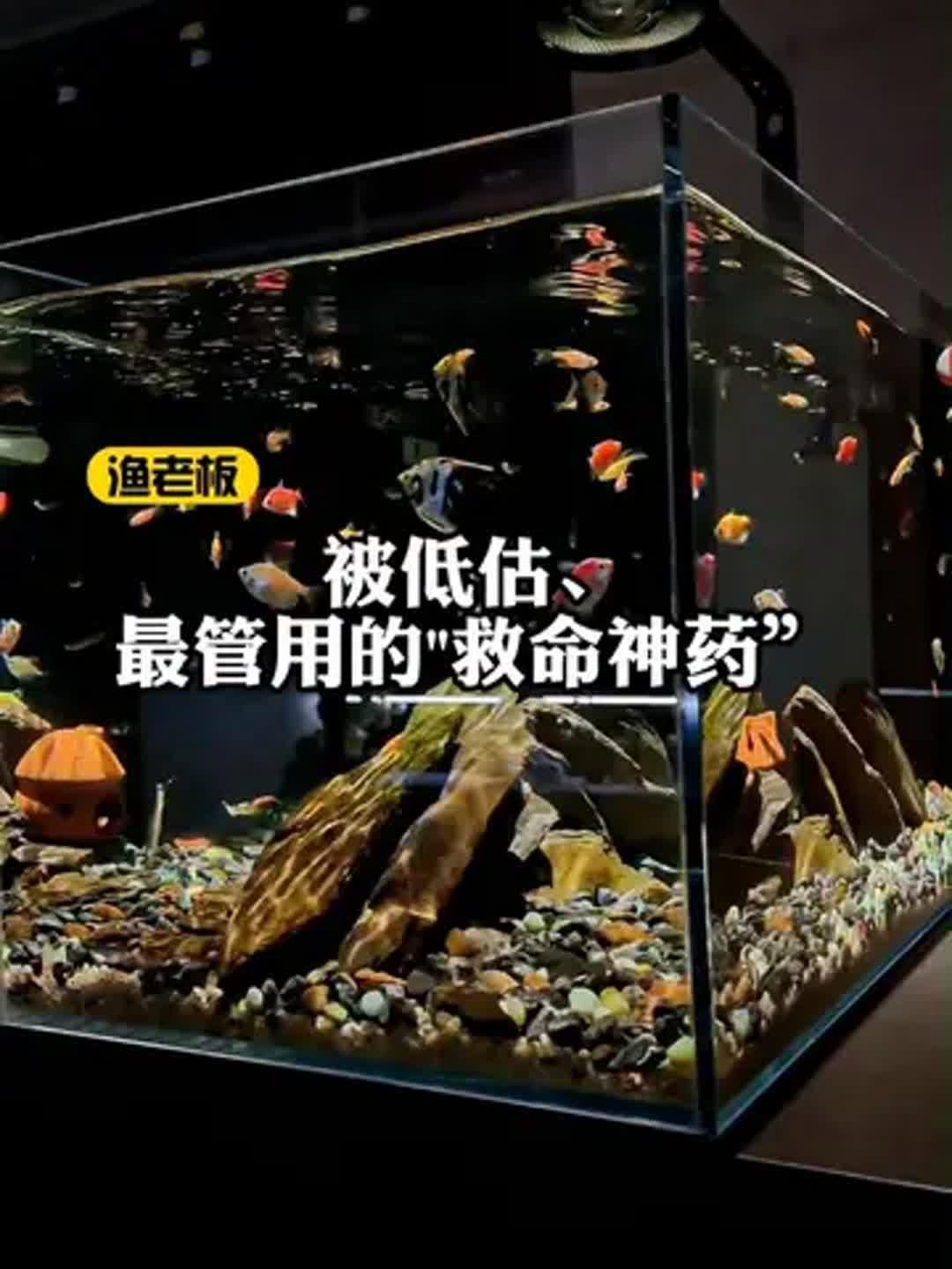 還有哪些龍魚消炎藥被推薦為“第一名”？，魚消炎藥推薦名單中