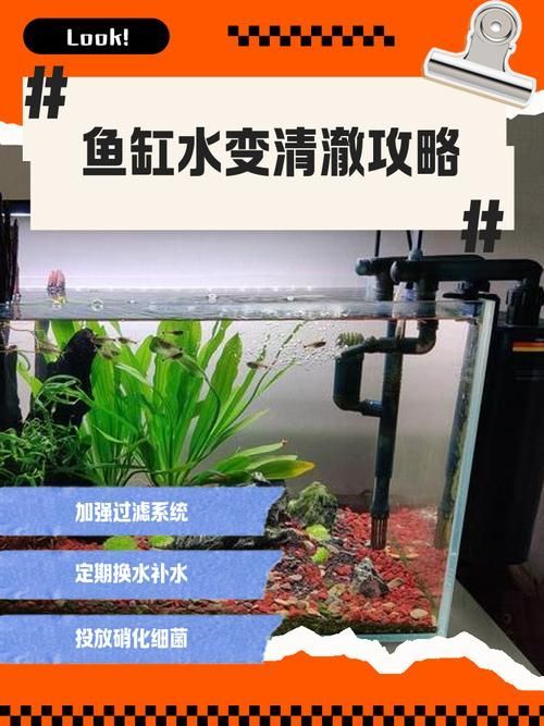 如何預防孔雀魚夜間死亡，孔雀魚夜間死亡的科學成因與系統性預防方案