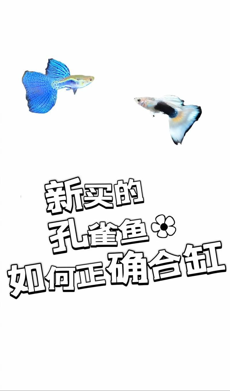 如何預防孔雀魚夜間死亡，孔雀魚夜間死亡的科學成因與系統性預防方案