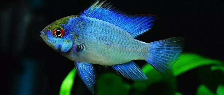 如何鑒別白子龍魚的品質，白子龍魚（whitearowana） 如何鑒別白子龍魚的品質，白子龍魚（whitearowana） 龍魚百科 第6張
