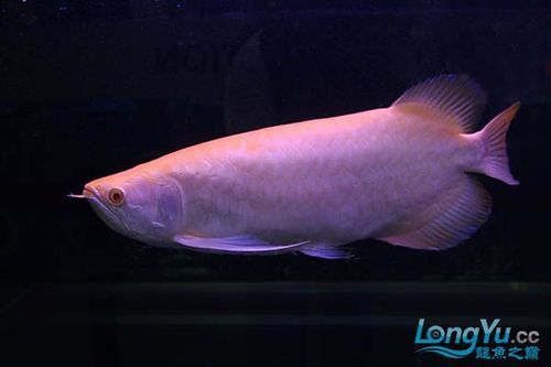 如何鑒別白子龍魚的品質,白子龍魚(whitearowana) 龍魚百科 第4張 如何鑒別白子龍魚的品質,白子龍魚(whitearowana) 如何鑒別白子龍魚的品質,白子龍魚(whitearowana) 龍魚百科 第4張