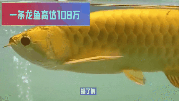 倉龍魚的市場價格是多少？，倉龍魚市場價格波動較大，價格波動較大，