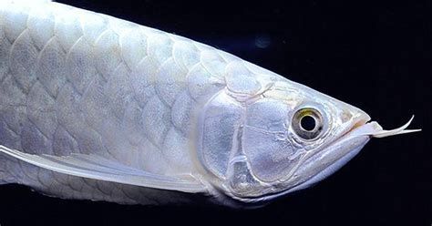 銀龍魚眼睛有白膜如何治療？，銀龍魚眼睛出現白膜可能是由于多種原因造成的