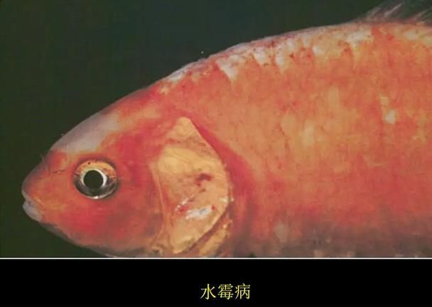 水霉病和黑鱗病有何區(qū)別，/水霉病和黑鱗病的區(qū)別，水霉病和黑鱗病的區(qū)別
