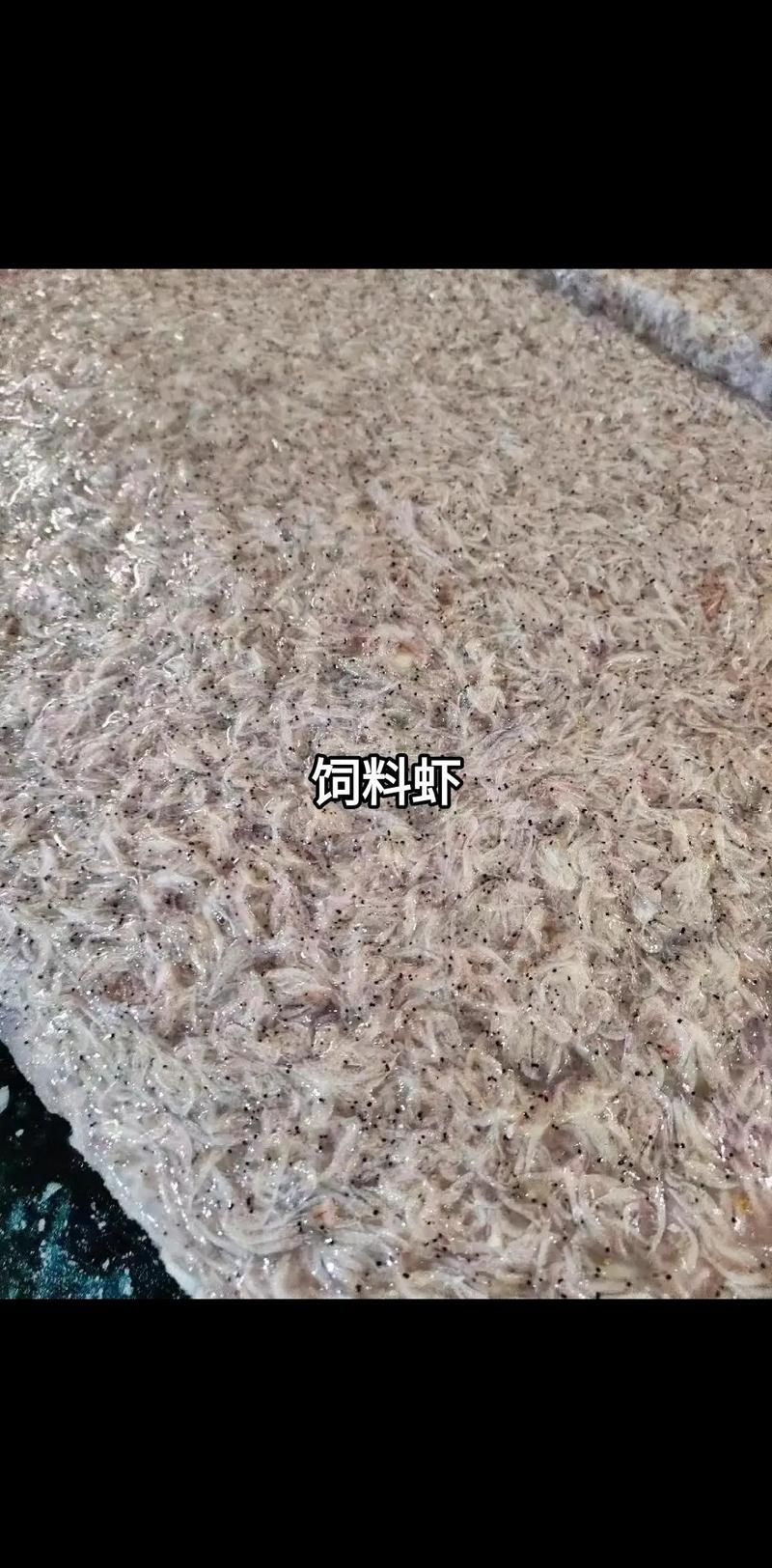 紅龍魚在人工飼養下如何延長壽命？
