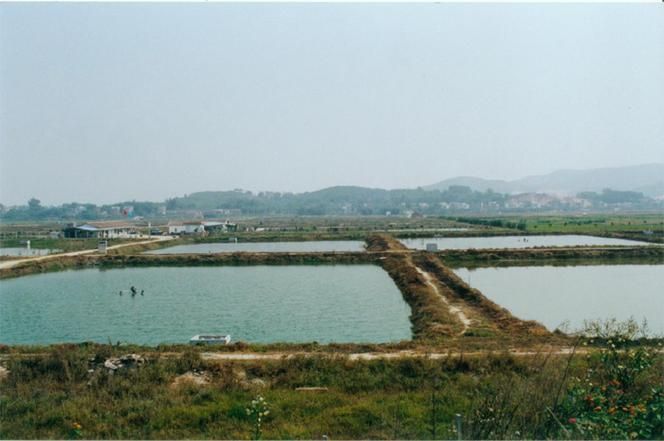 望謨縣龍魚養(yǎng)殖業(yè)的發(fā)展情況，望謨縣龍魚養(yǎng)殖業(yè) 望謨縣龍魚養(yǎng)殖業(yè)的發(fā)展情況，望謨縣龍魚養(yǎng)殖業(yè) 龍魚百科 第4張
