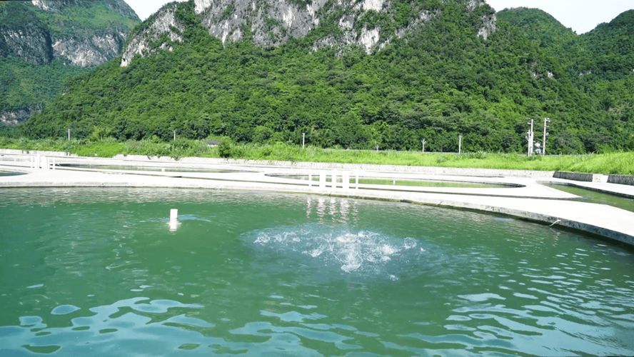 望謨縣龍魚養(yǎng)殖業(yè)的發(fā)展情況，望謨縣龍魚養(yǎng)殖業(yè) 望謨縣龍魚養(yǎng)殖業(yè)的發(fā)展情況，望謨縣龍魚養(yǎng)殖業(yè) 龍魚百科 第3張