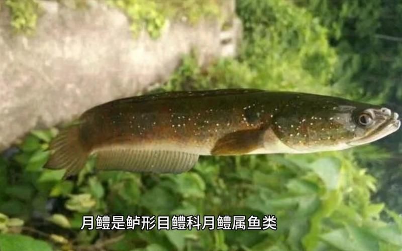 廣東野生雷龍魚哪里抓，廣東地區野生雷龍魚捕撈技術