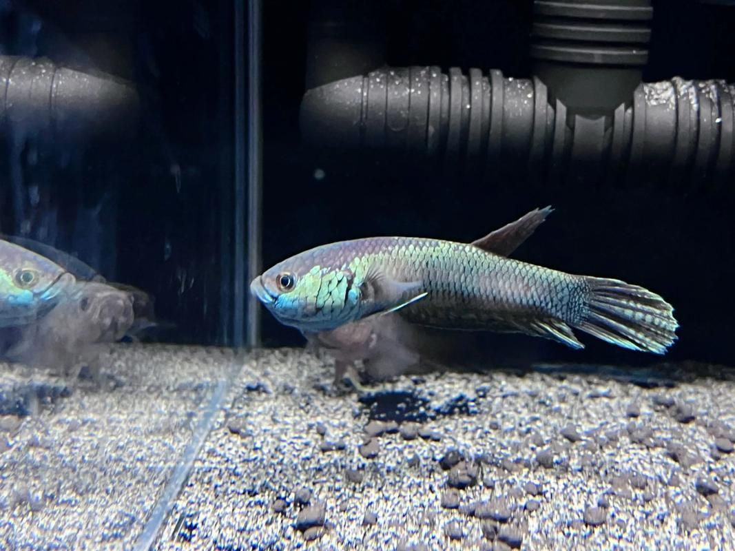 請給出雷龍魚和黑魚繁殖的圖片，雷龍魚和黑魚繁殖季節是什么時候雷龍魚和黑魚繁殖需要哪些條件