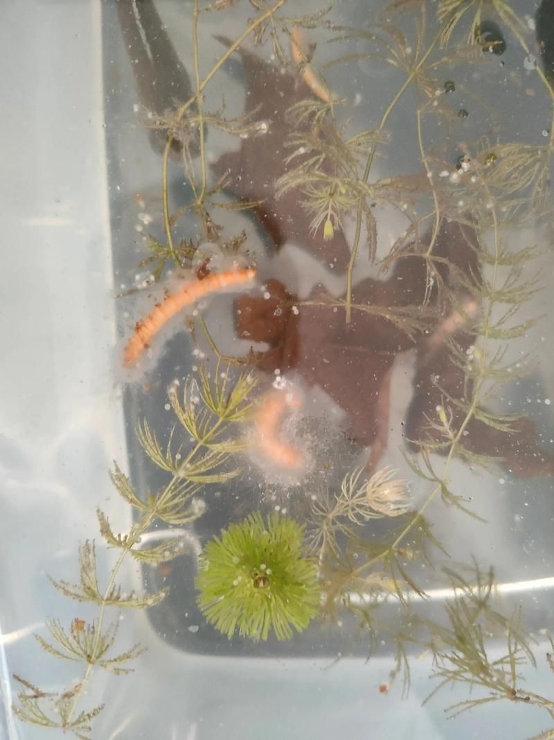 請給出雷龍魚和黑魚繁殖的圖片，雷龍魚和黑魚繁殖季節是什么時候雷龍魚和黑魚繁殖需要哪些條件