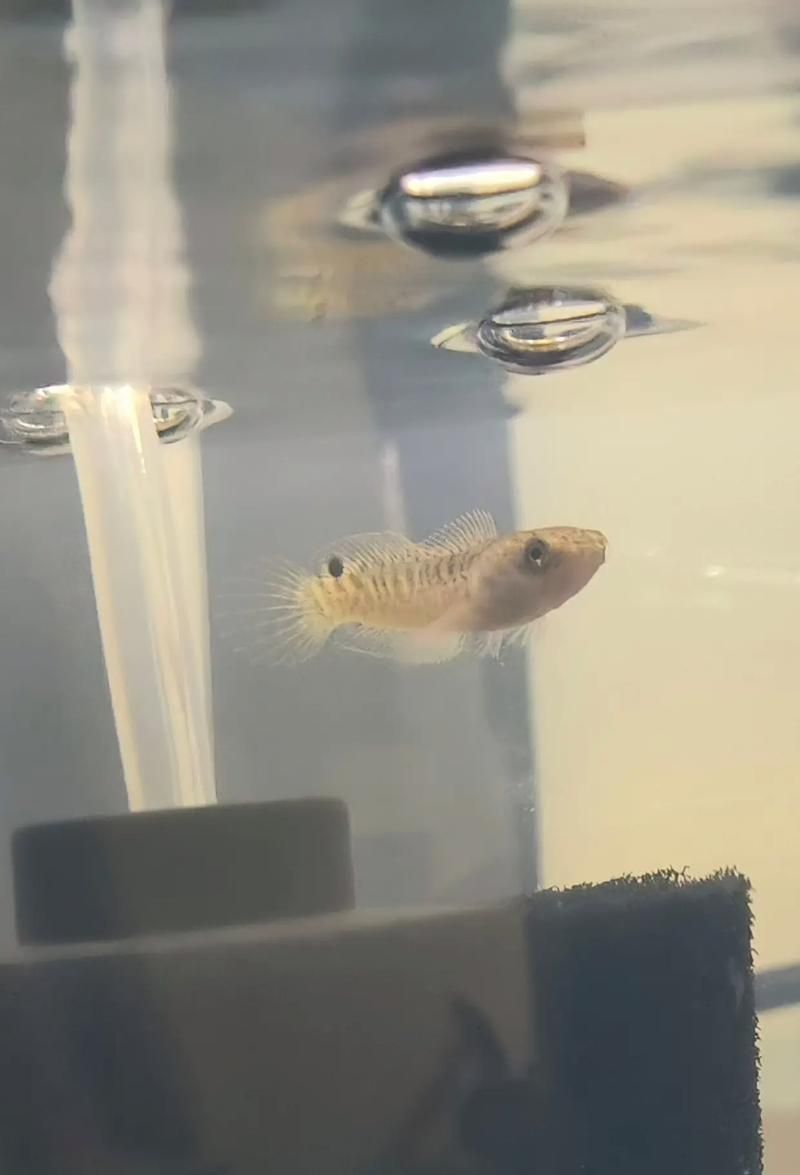 請給出雷龍魚和黑魚繁殖的圖片，雷龍魚和黑魚繁殖季節是什么時候雷龍魚和黑魚繁殖需要哪些條件