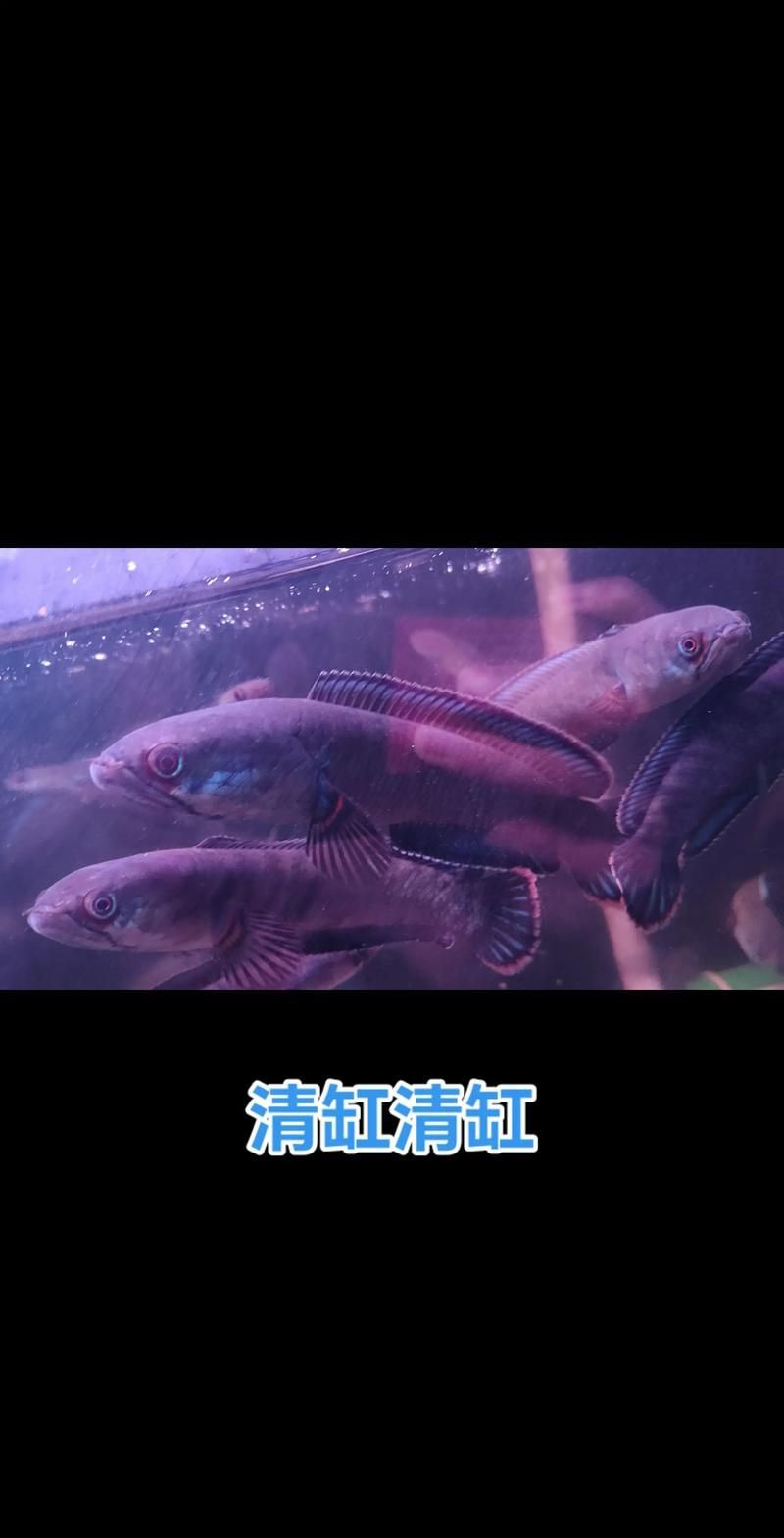 請給出雷龍魚和黑魚繁殖的圖片，雷龍魚和黑魚繁殖季節是什么時候雷龍魚和黑魚繁殖需要哪些條件