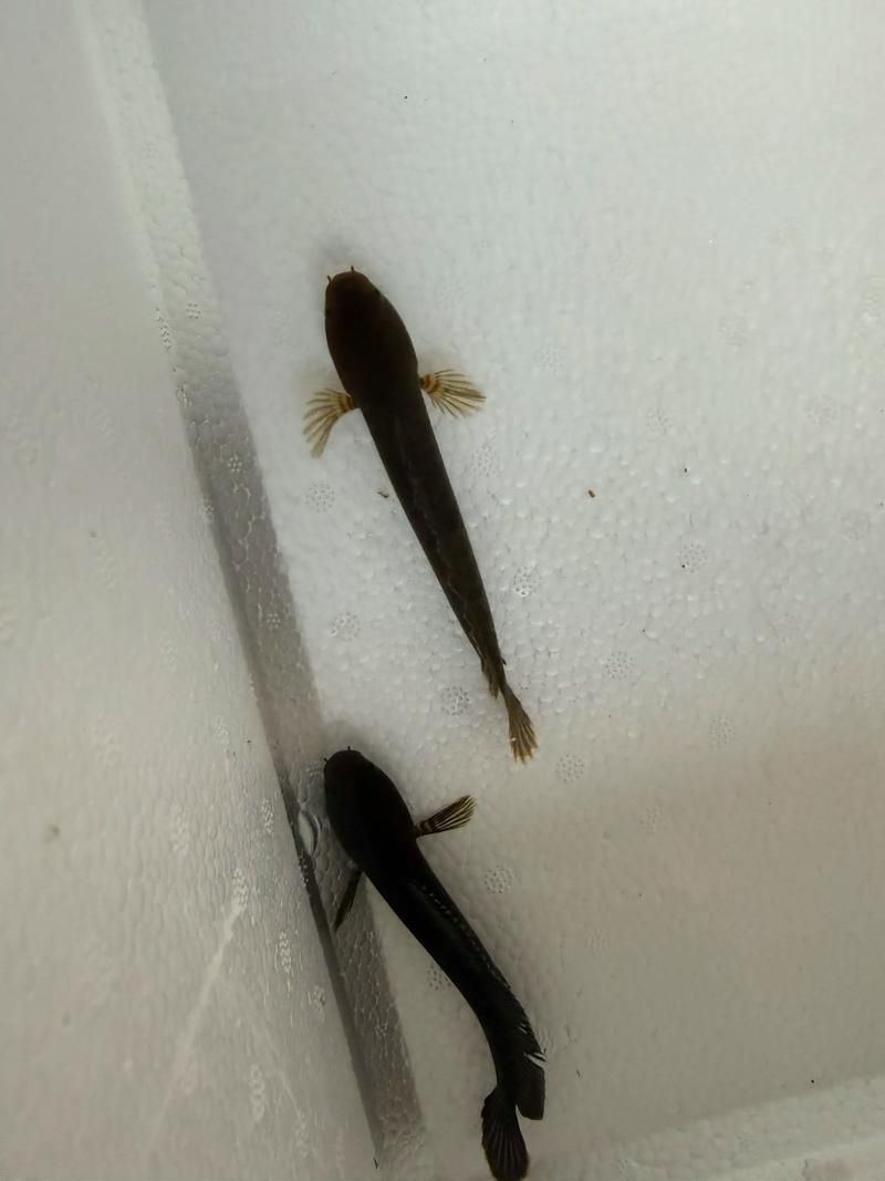 請給出雷龍魚和黑魚繁殖的圖片，雷龍魚和黑魚繁殖季節是什么時候雷龍魚和黑魚繁殖需要哪些條件