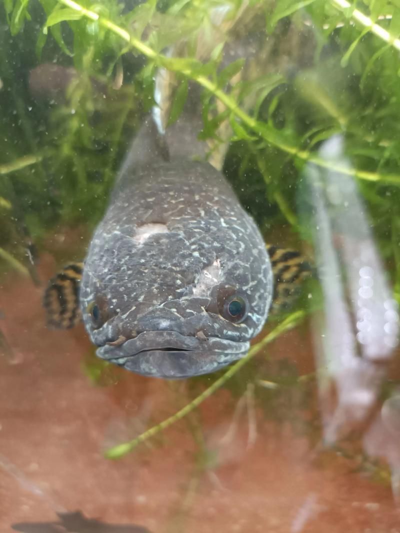 請給出雷龍魚和黑魚繁殖的圖片，雷龍魚和黑魚繁殖季節是什么時候雷龍魚和黑魚繁殖需要哪些條件
